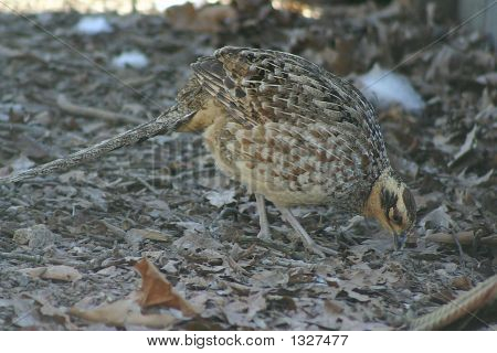 Female Pheasant