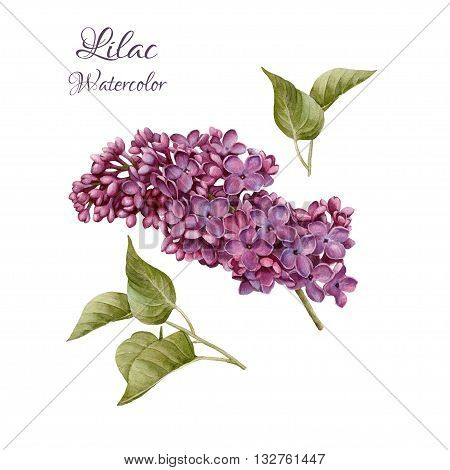 Flowers set of hand drawn watercolor lilac and leaves. Illustration