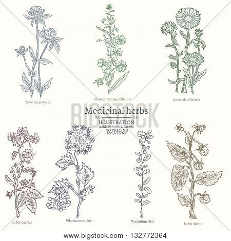 Medical herbs collection of medicinal plants hand drawn vintage sketch vector illustration