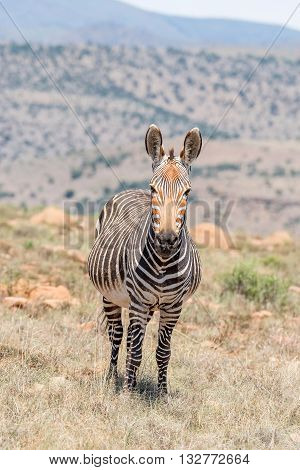A pregnant mountain zebra mare Equus zebra zebra near Cradock in South Africa