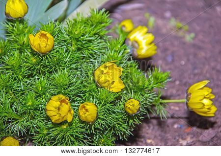 Adonis Perennial, Yellow Flowers Bloom In Spring In The Garden,