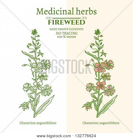 Medical plants and herbs: Willow-herb fireweed hand drawn vintage sketch vector illustration
