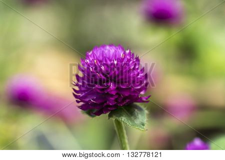 Purple Chrysanthemun flower with blurred and bokeh background