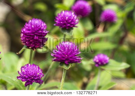 Purple Chrysanthemun flower with blurred and bokeh background