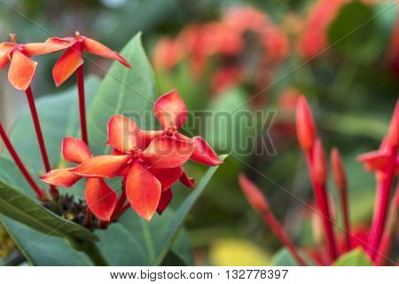 Ixora is a genus of flowering plants in the Rubiaceae family