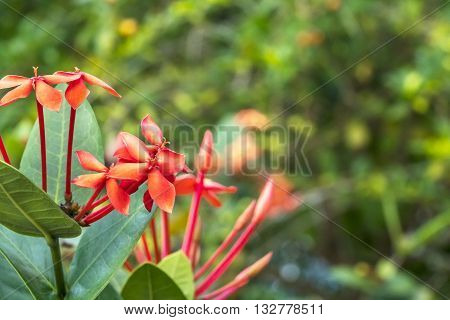 Ixora is a genus of flowering plants in the Rubiaceae family