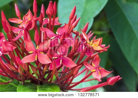 Ixora is a genus of flowering plants in the Rubiaceae family