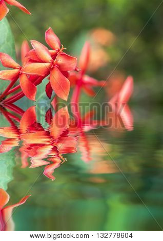 Ixora is a genus of flowering plants in the Rubiaceae family
