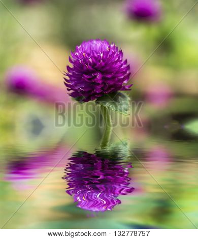 Purple Chrysanthemun flower with blurred and bokeh background