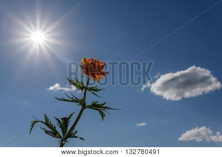 Beautiful bright background of orange flower and sun on a background of blue sky and clouds