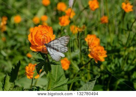 Beautiful bright floral background with butterfly sitting on a orange flower of Trollius asiaticus on green meadow