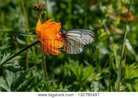 Beautiful bright floral background with butterfly sitting on a orange flower of Trollius asiaticus on green meadow
