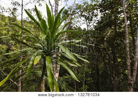 Tropical Rainforest On Mahe, Seychelles