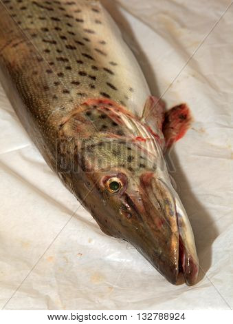 Freshly caught pike on the table for cooking soup