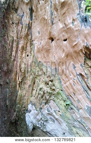 Rainforest trees bark expose its texture to the environment