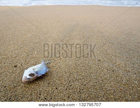 Small fish Dead on sand beach coastline