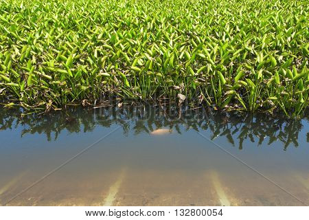 Water hyacinth weed of alien spicies pond