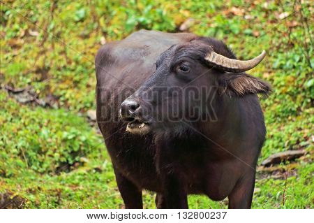 Black buffalo over green grass in Nepal
