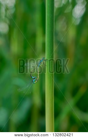 The courtship dance of dragonflies. Two dragonflies on a green stem.