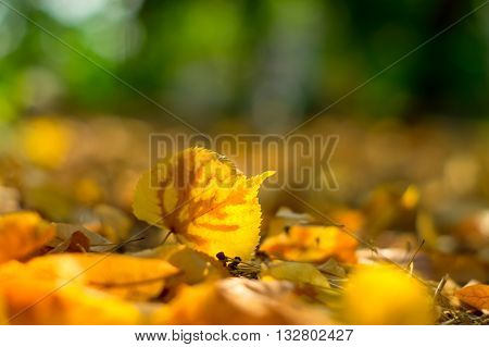 Yellow fallen leaf linden on the ground. Autumn.