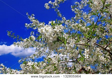 Cherry flowers blooming over blue sky in springtime
