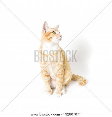little Cat White and Orange on white background