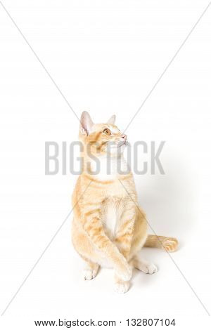 little Cat White and Orange on white background