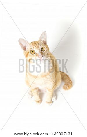 little Cat White and Orange on white background