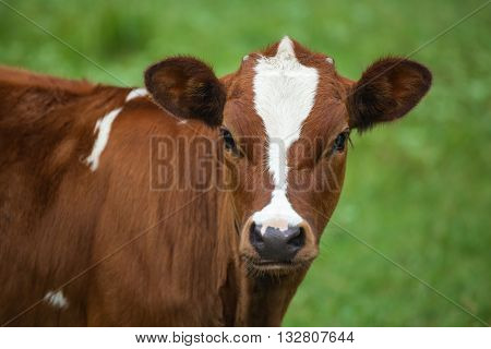 A young calf grazing in a meadow. Middle-up isolated on a green background