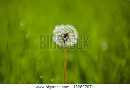 Dandelion in a meadow on a background of green grass. Selective focus close-up.