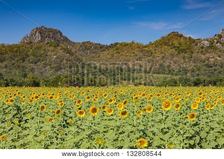 Sunflower full blooming fleld with mountain and clear blue sky background