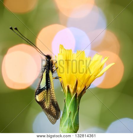 Owly sulphur is an owlfly species it is a rare insect photographed with colored lights in the background