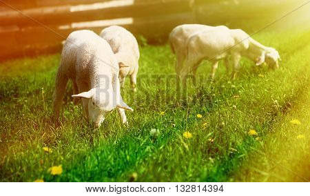 Little lambs grazing on a beautiful green meadow with dandelion