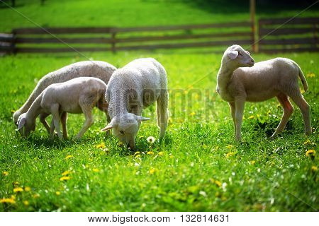 Little lambs grazing on a beautiful green meadow with dandelion