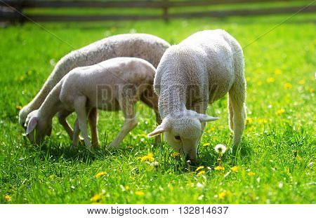 Little lambs grazing on a beautiful green meadow with dandelion