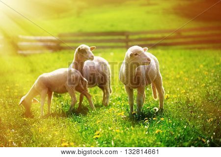 Little lambs grazing on a beautiful green meadow with dandelion