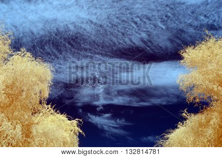 Infra red image of Tree with pale orange leaves against a blue sky filled with white clouds