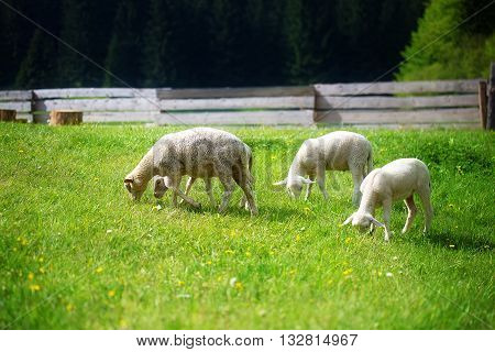 Little lambs grazing on a beautiful green meadow with dandelion