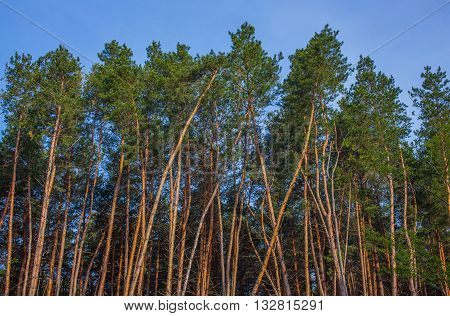 Tall pine trees against the sky. Background.