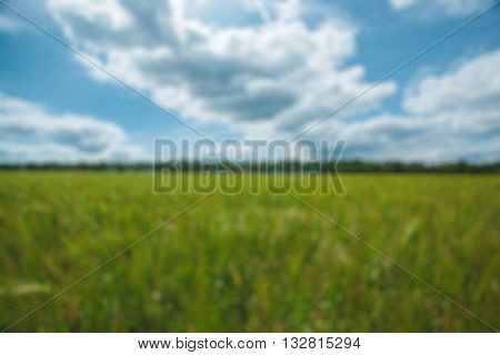 Beautiful green field. Background  green, spring, blooming field.