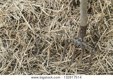 Old farmer's Pitchfork on farm hay in the garden