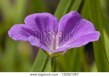 Bloody Cranesbill - Geranium sanguineum Pink Garden Flower