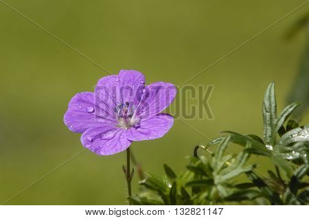 Bloody Cranesbill - Geranium sanguineum Rain drops oon Geranium flower