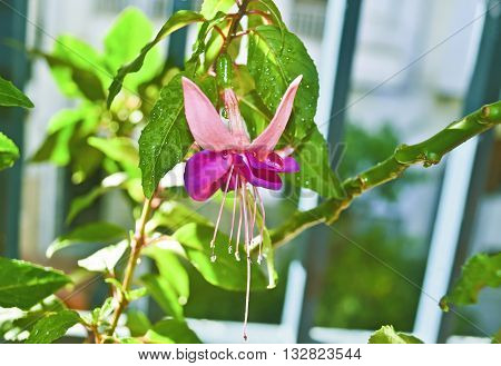 fuchsia magellanica flower with raindrops - wet pink flower