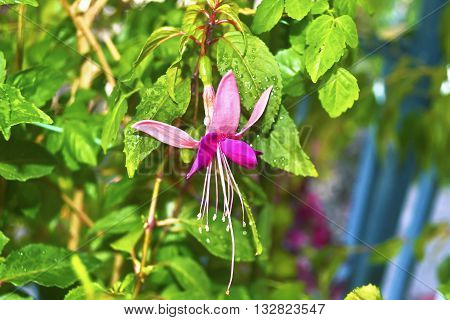 fuchsia magellanica flower with raindrops - wet pink flower