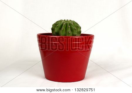 Cactus in a pot Isolated On White Background