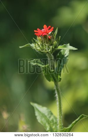 Lichnis chalcedonica , red flower in the garden