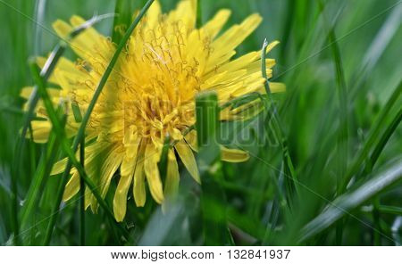 shy dandelion peeking out from behind the grass