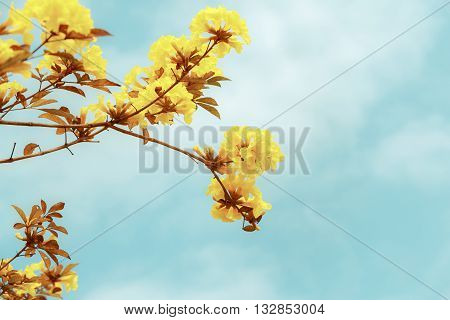 Yellow Tabebuia Flower Blossom