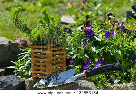 spruce seedling garden shovel bonsai gardening branch